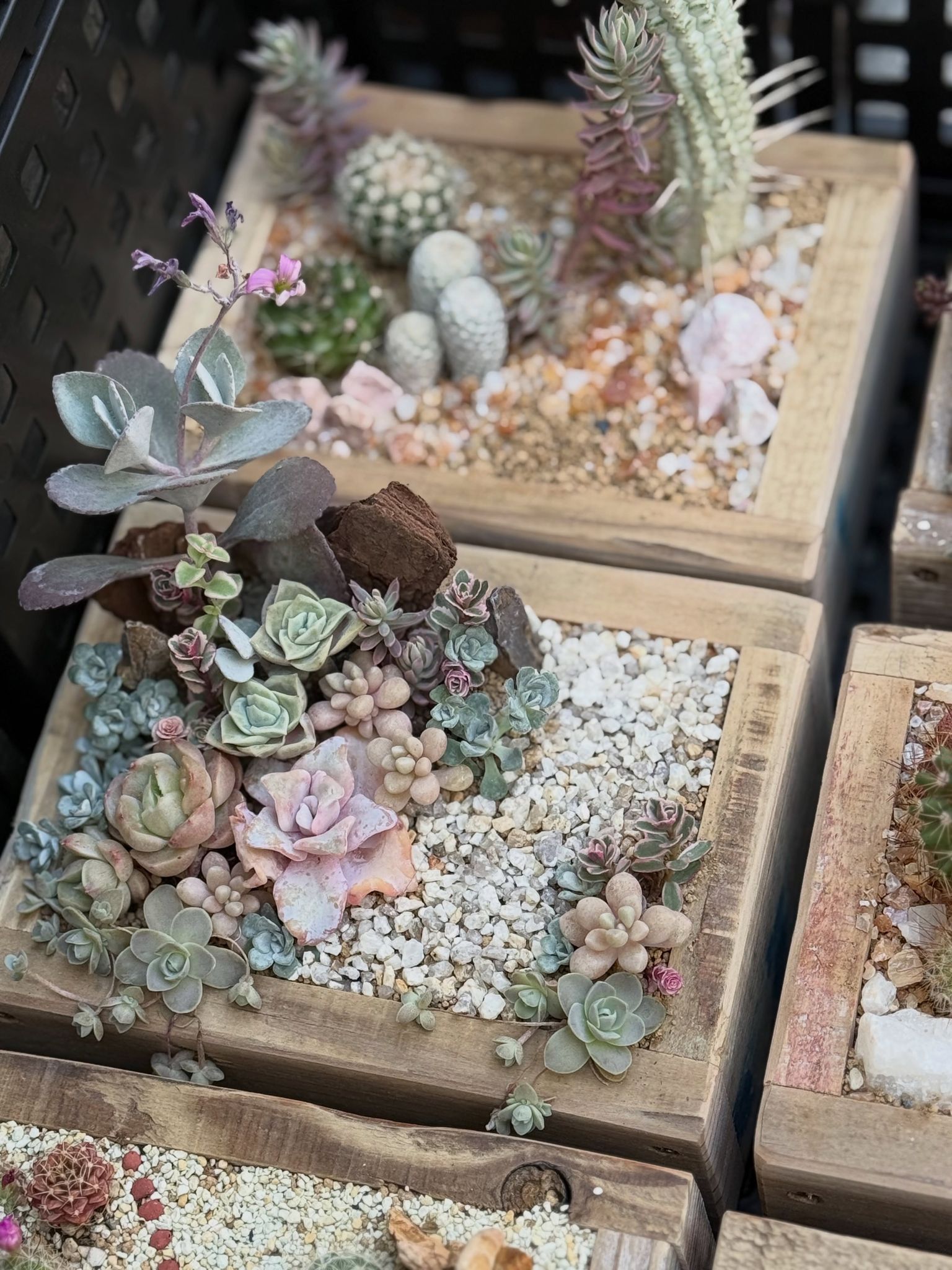 古材の箱に寄せ植えされた、色とりどりの多肉植物とサボテン